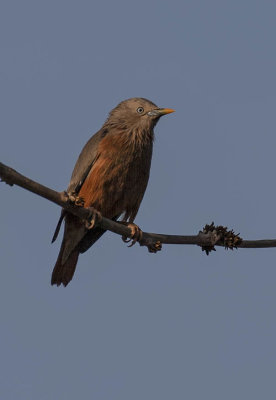 Chestnut Thrush