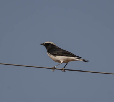 Variable Wheatear