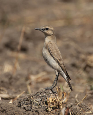 Isabeline Wheatear