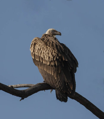 Himalayan Griffon