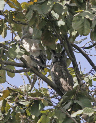 Dusky Eagle Owl