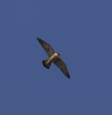 Peregrine