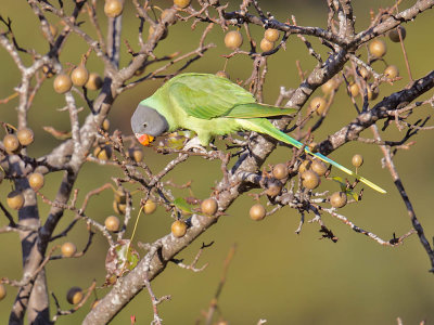 Slaty-headed Parakeet (female)