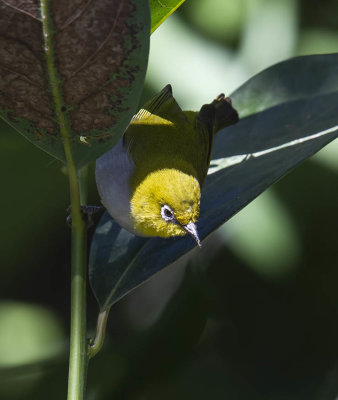 Oriental Whiteeye