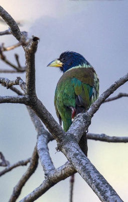 Great Barbet