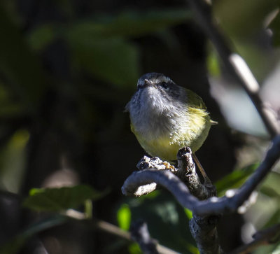 Ashy-throated Warbler