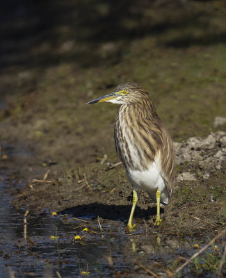 Indian Pond Heron