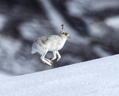 Mountain Hare