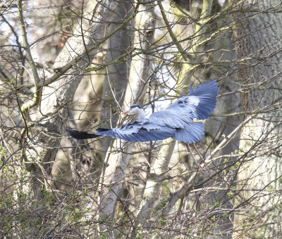 Grey Heron