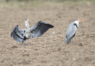 Grey Heron