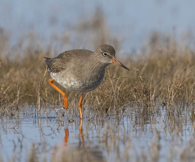 Redshank