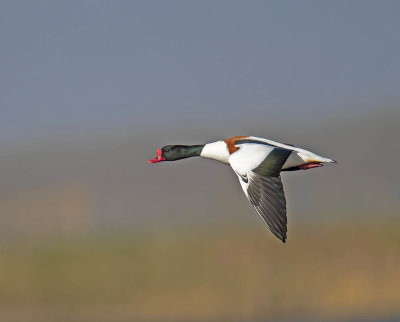 Shelduck (drake)