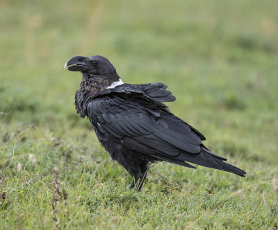 White-naped Raven