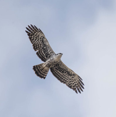 Ayre's Hawk-Eagle