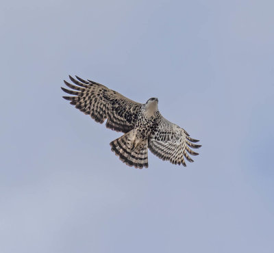 Ayre's Hawk-Eagle