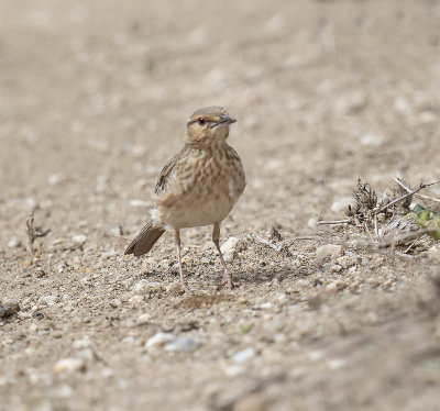 Pink-breasted Lark