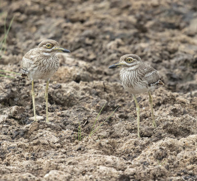 Water Thick-Knee