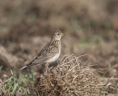 Skylark