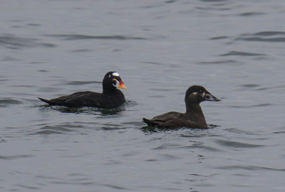 Surf Scoters