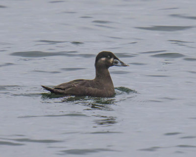 Surf Scoter