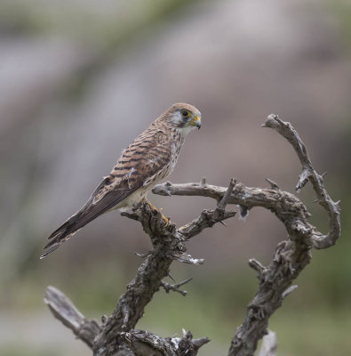 Lesser Kestrel