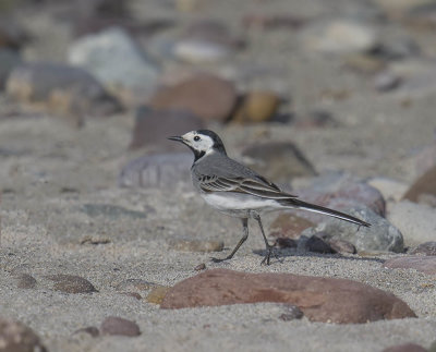 White Wagtail