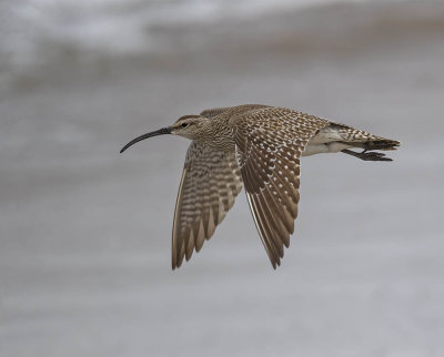 Whimbrel