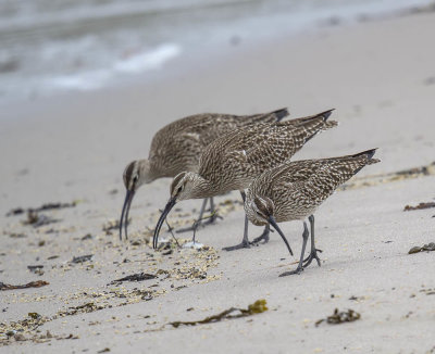 Whimbrel