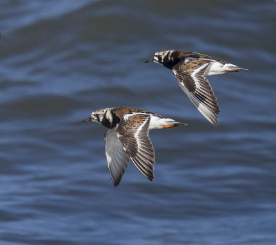 Turnstone