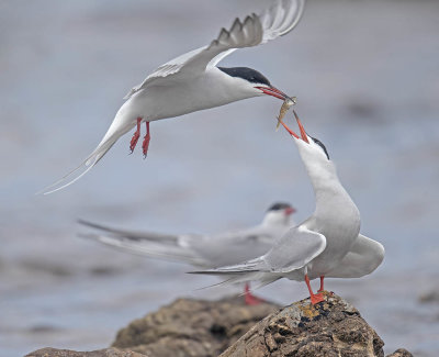 Common Tern