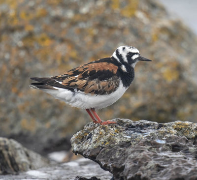 Turnstone