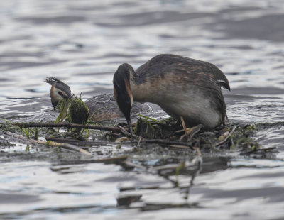 Great Crested Grebe