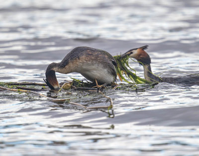 Great Crested Grebe