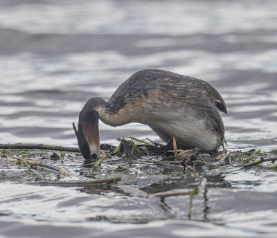 Great Crested Grebe