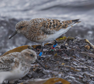 Sanderling