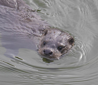 Otter