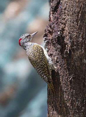 Nubian Woodpecker (female)