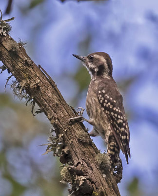 Brown-backed Woodpecker (female)