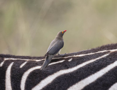 Red-billed Oxpecker