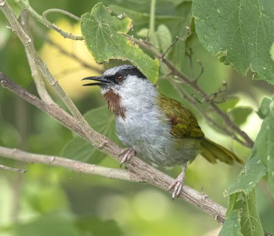 Grey-capped Warbler