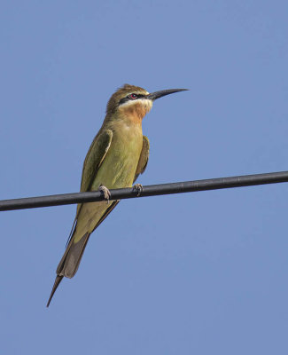 Olive or Madagascar Bee-eater