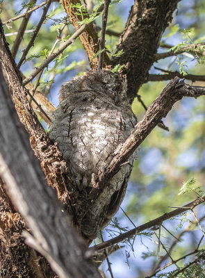 African Scops Owl