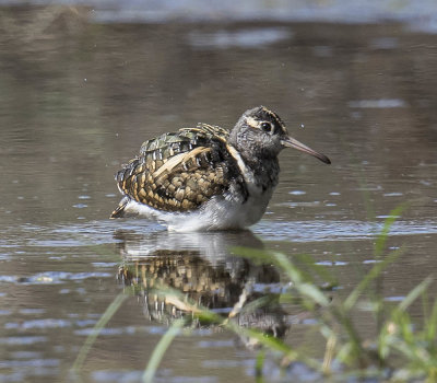 African Painted Snipe