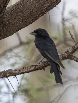 Fork-tailed Drongo