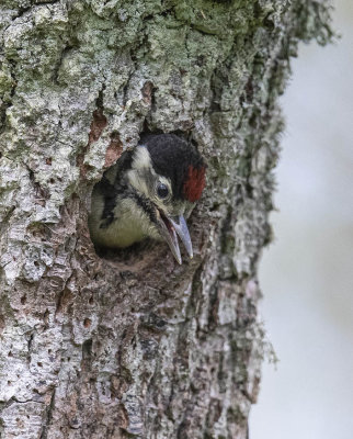 Great-spotted Woodpecker (fledgling)