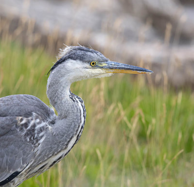 Grey Heron