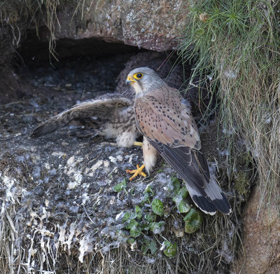 Kestrel