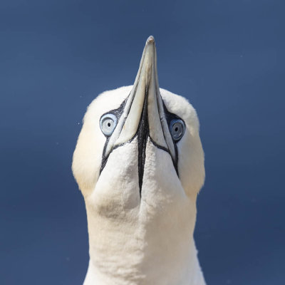Gannet