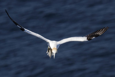 Gannet