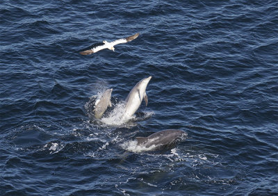 Bottlenose Dolphins